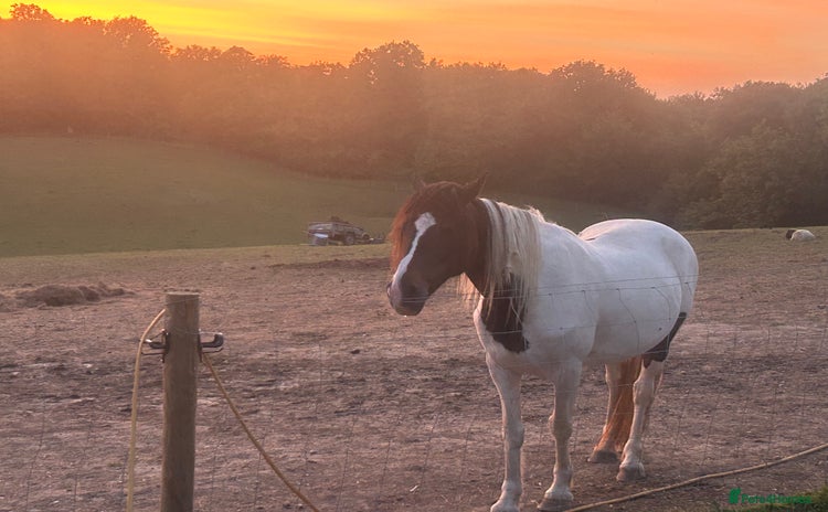 Trotter horses - Advert 1