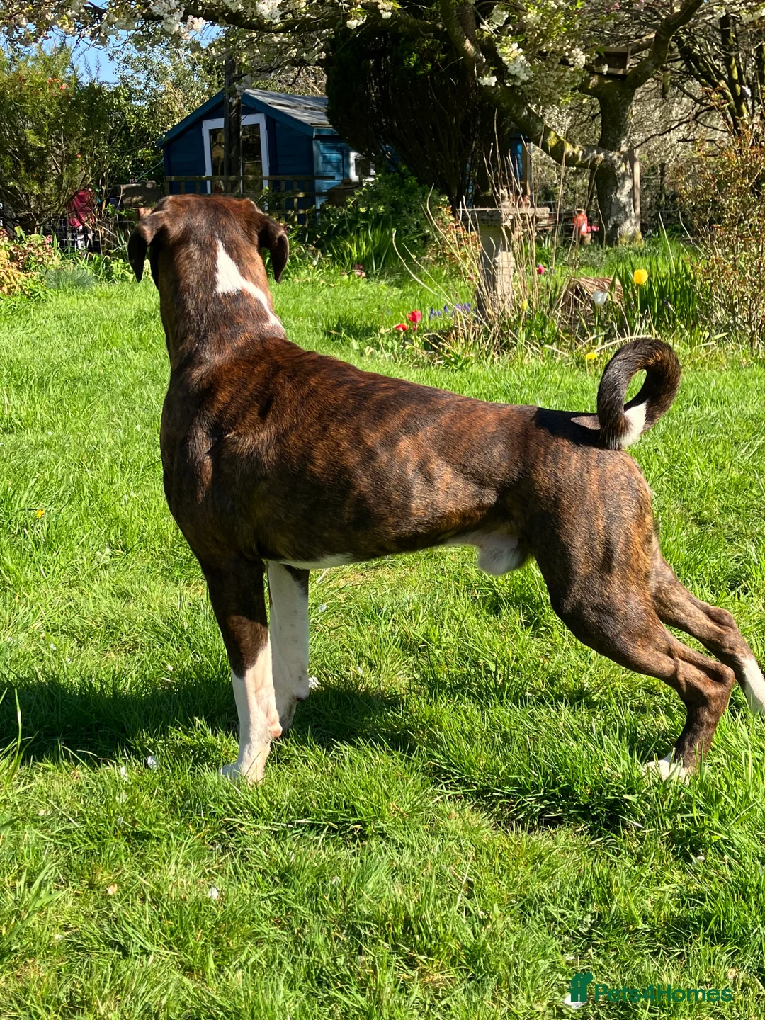 Boxer dogs for stud: Health tested proven boy for stud in Llanelli - Advert 2