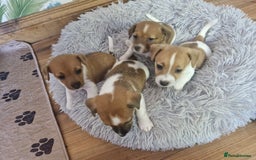 Jack Russell dogs for sale: Minature jack russell puppies  - Image 1