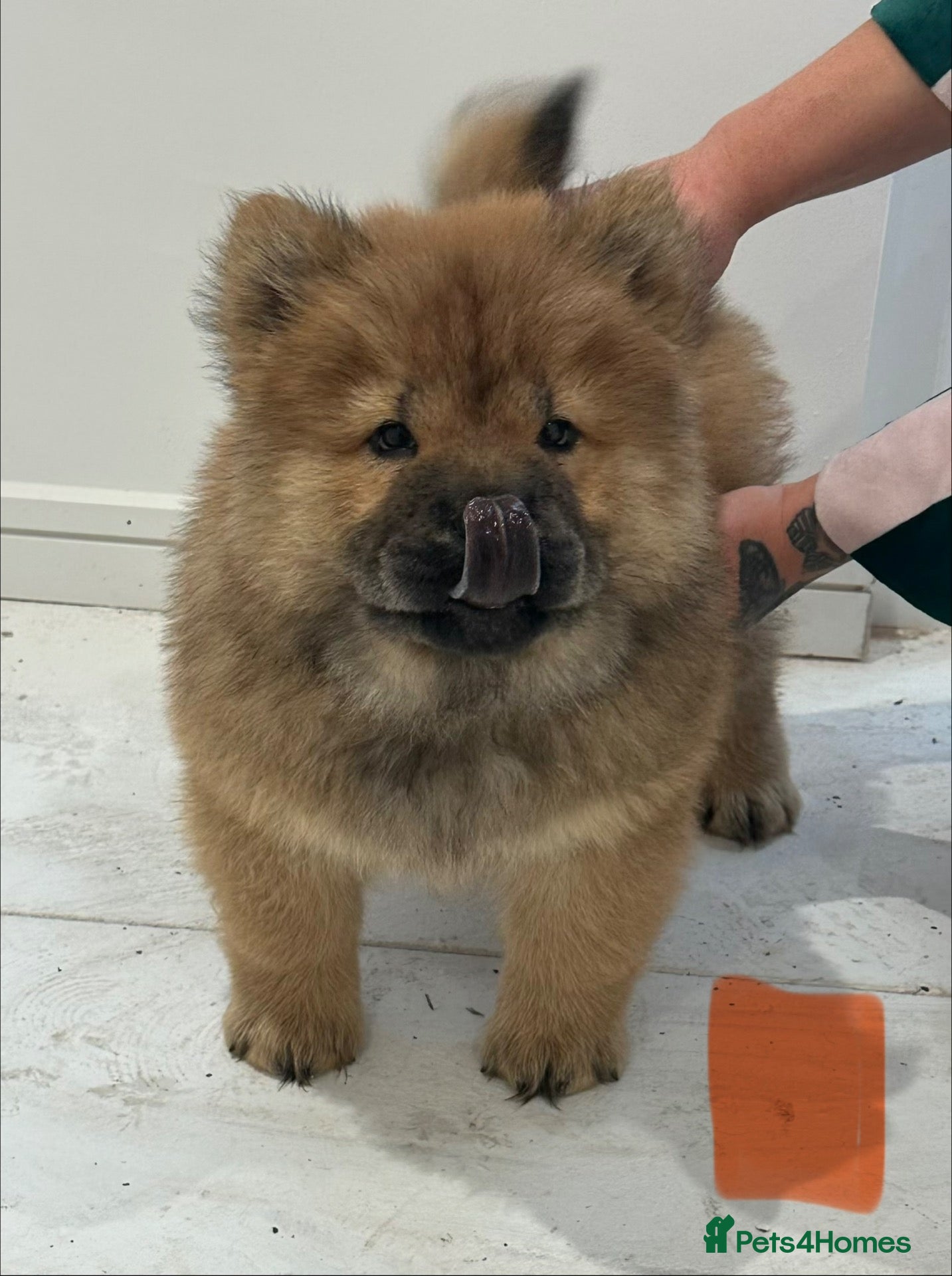 Chow Chow dogs Beautiful Chow Chow puppies  - Advert 5