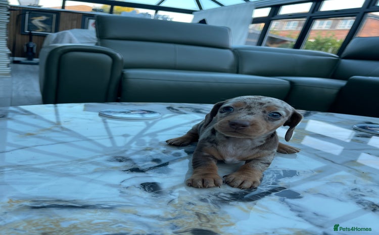 Miniature Dachshund dogs - Advert 7