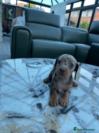 Miniature Dachshund dogs - Advert 7