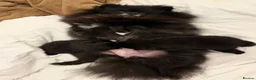 Pomeranian dogs for sale: Black Pomeranian puppy girl  - Advert 2