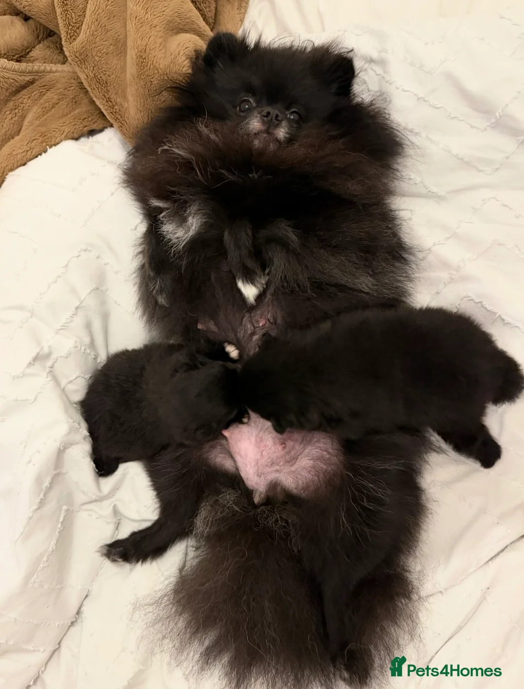 Pomeranian dogs for sale: Black Pomeranian puppy girl  - Advert 2