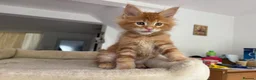 Maine Coon cats for sale: TICA Reg Maine Coon Kittens Ginger Red Cream - Advert 23