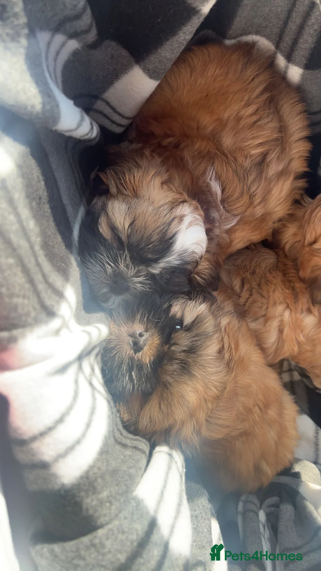 Shih Tzu dogs for sale: Available now! 1 Gorgeous little boy left🥰 - Advert 2