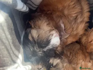 Shih Tzu dogs Available now! 2 Shih Tzu pups remaining🥰 - Advert 1