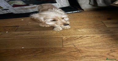 Cockapoo dogs - Advert 16