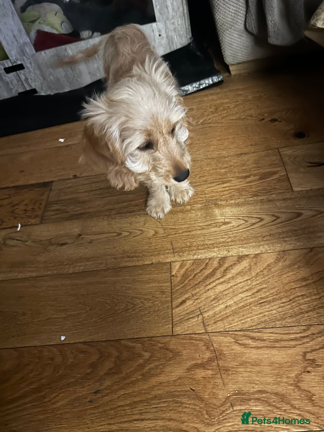 Cockapoo dogs for sale: Cockerpoo  - Image 6