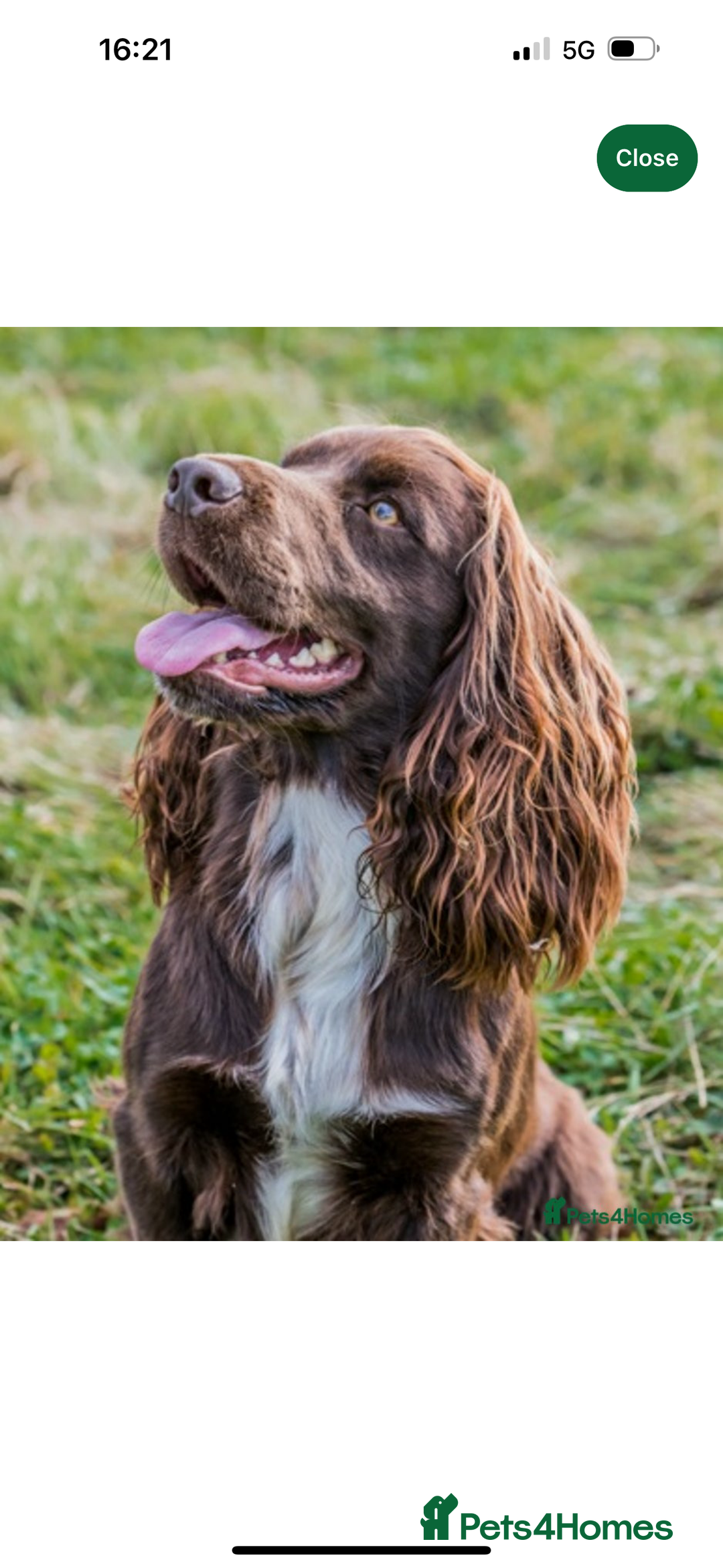 Cocker Spaniel dogs for sale: Beautiful Female Working Cocker Spaniels - Advert 5