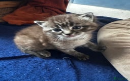 Perdoll cats for sale: FLUFFY PERDOLL KITTENS - Image 10