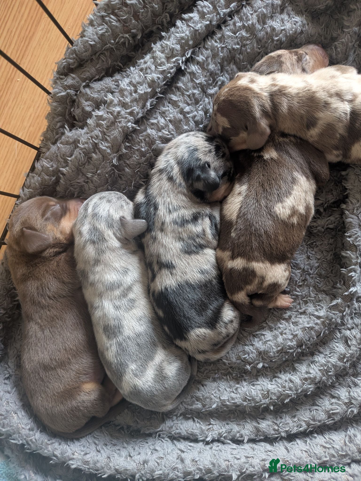 Dachshund dogs Dachshund puppies! - Advert 1