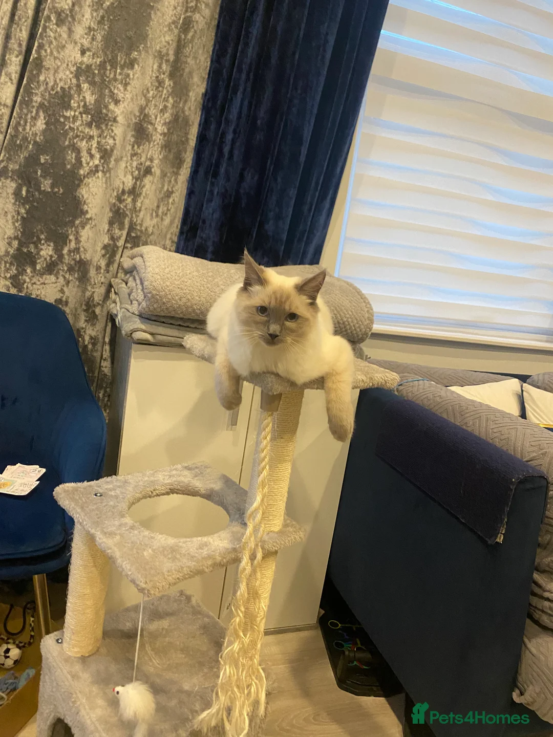 Ragdoll cats for sale: Beautiful ragdoll - Advert 4