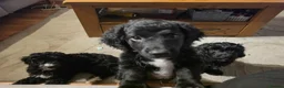 Cockapoo dogs for sale: Cockapoo Puppies for Sale - Advert 12