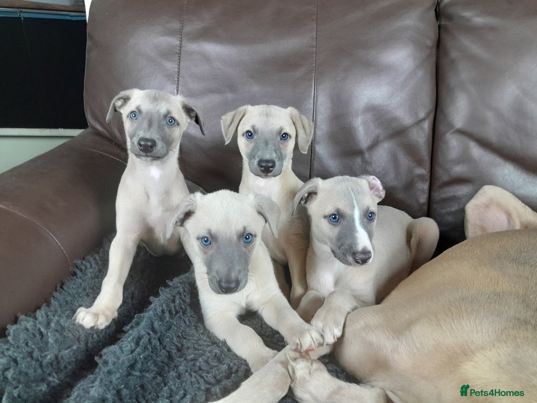 Whippet dogs for sale: Whippet pup's high quality Cruft winning bloodline - Image 4