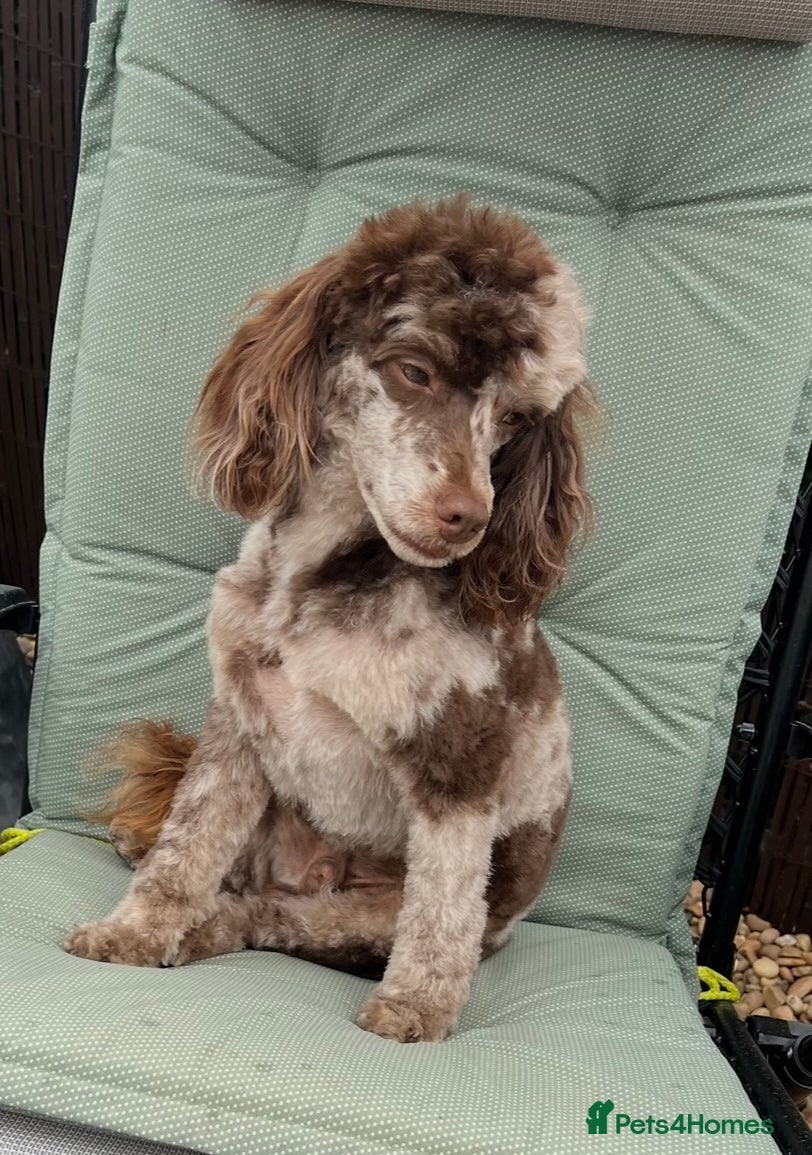 Toy Poodle dogs STUNNING Health Tested Toy Poodle for STUD - Advert 23