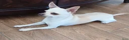 Chihuahua dogs for sale: Chihuahua Boy - Advert 10