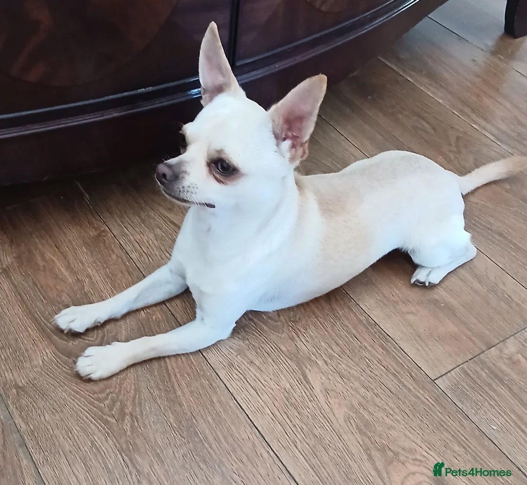 Chihuahua dogs for sale: Chihuahua Boy - Advert 10