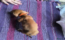 Miniature Dachshund dogs for sale: Superb Miniature KC reg Dachshund puppies - Image 18