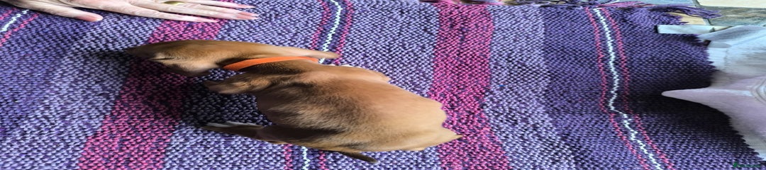 Miniature Dachshund Puppy 3 red 