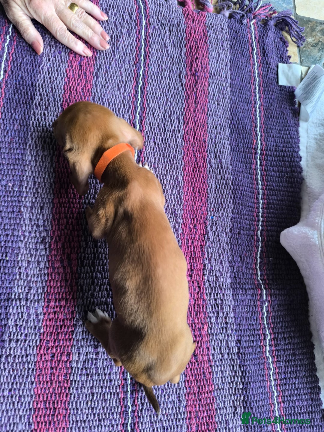 Miniature Dachshund dogs for sale: Superb Miniature KC reg Dachshund puppies - Image 18