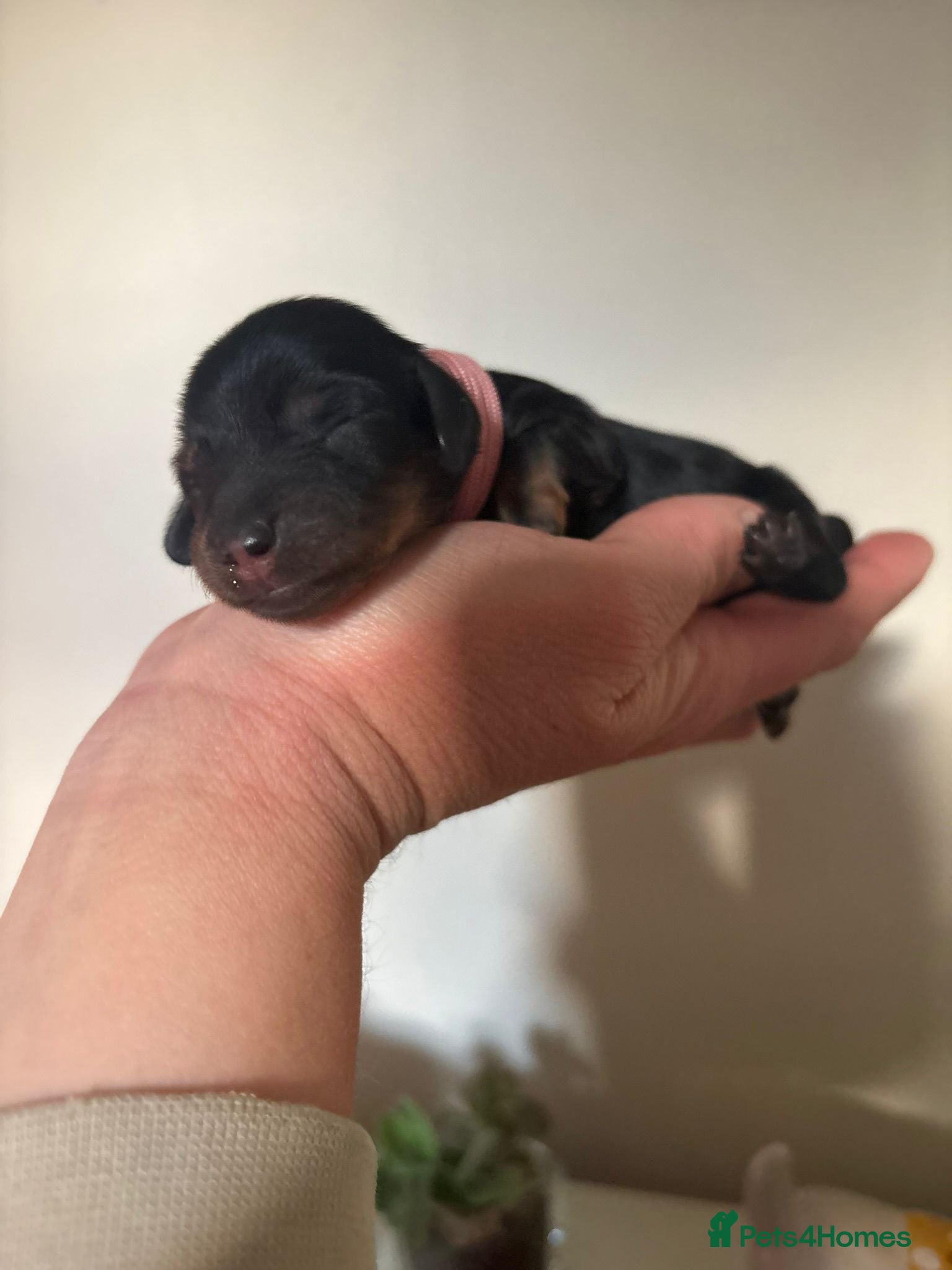 Miniature Dachshund dogs Miniature longhaired dachshunds PRA clear - Advert 15