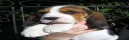 Beagle dogs for sale: KC Reg Beagle Puppies - Advert 7