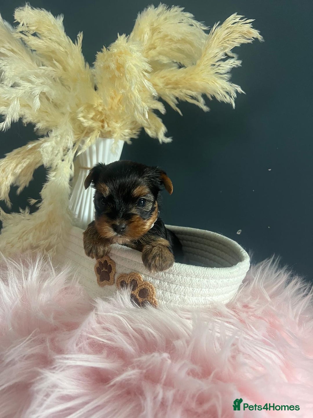 Yorkshire Terrier dogs for sale: Our amazing five pups are fully registered - Advert 22