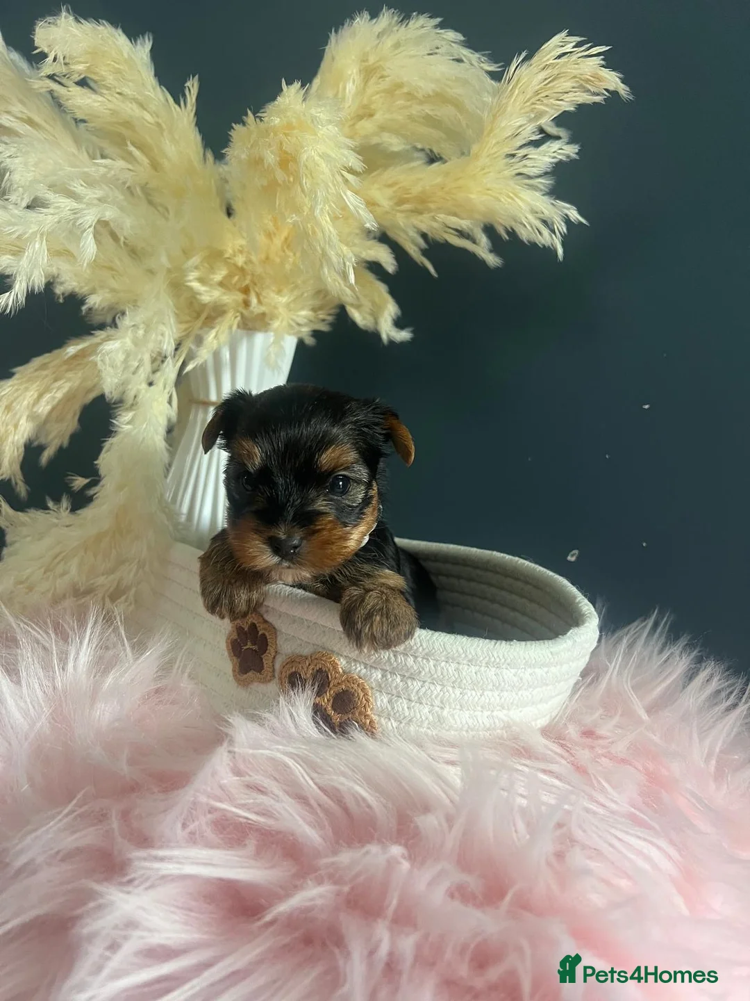 Yorkshire Terrier dogs for sale: Left one beautiful boy❤️ - Advert 31