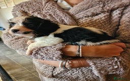 Cavalier King Charles Spaniel dogs for sale: KC Cavalier King Charles ÐNA tested parents  - Image 19