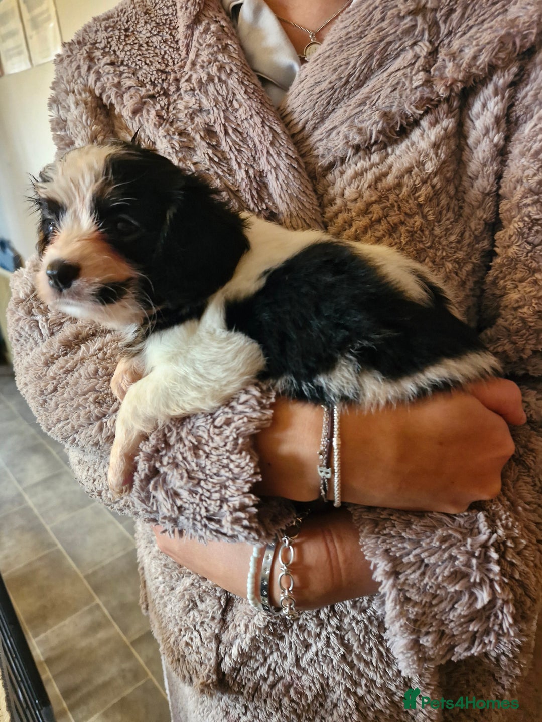 Cavalier King Charles Spaniel dogs for sale: KC Cavalier King Charles ÐNA tested parents  - Image 19