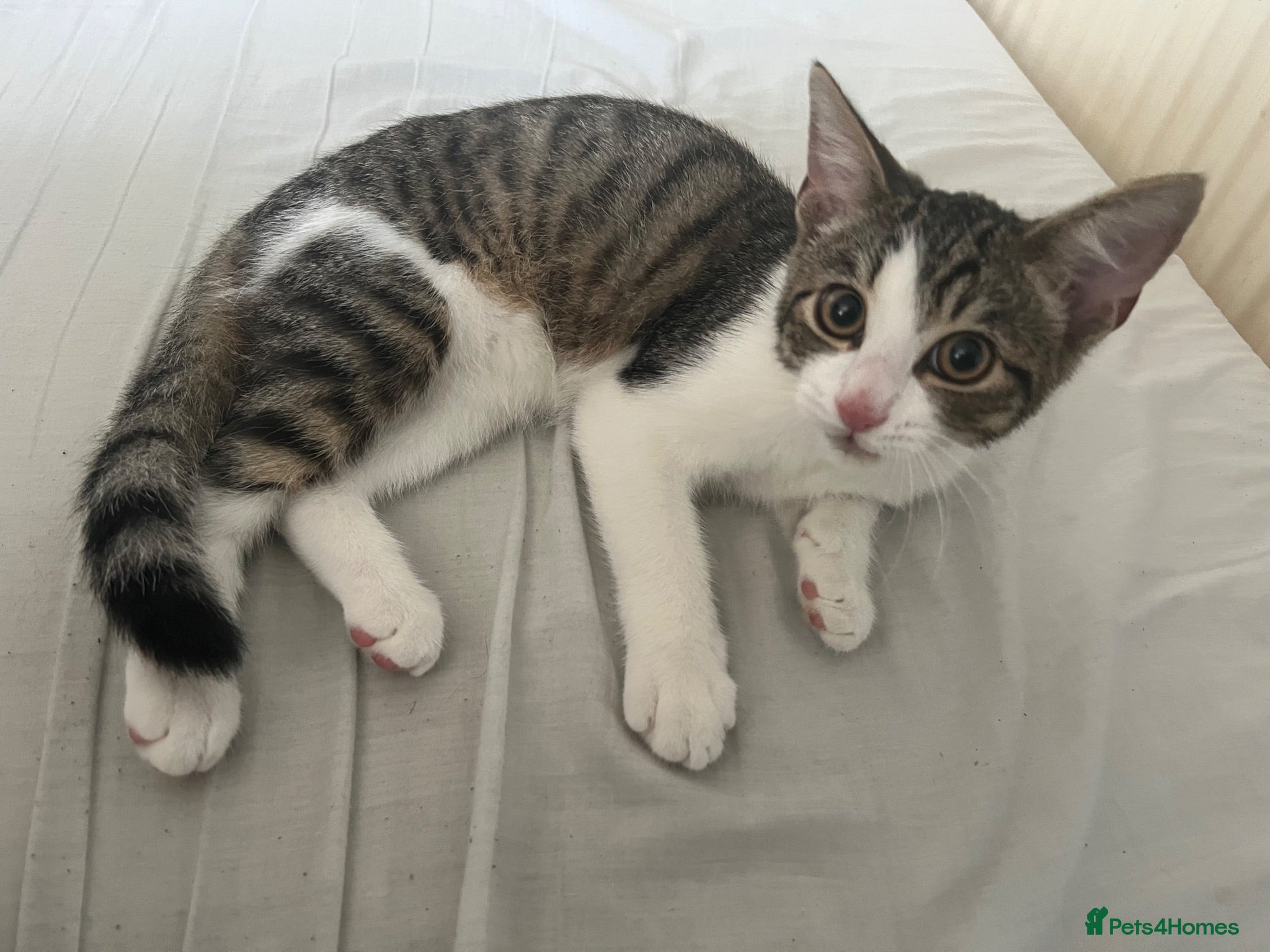 Mixed Breed cats Kitten looking new home - Advert 1