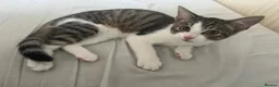 Mixed Breed cats for sale: Kitten looking new home - Advert 1