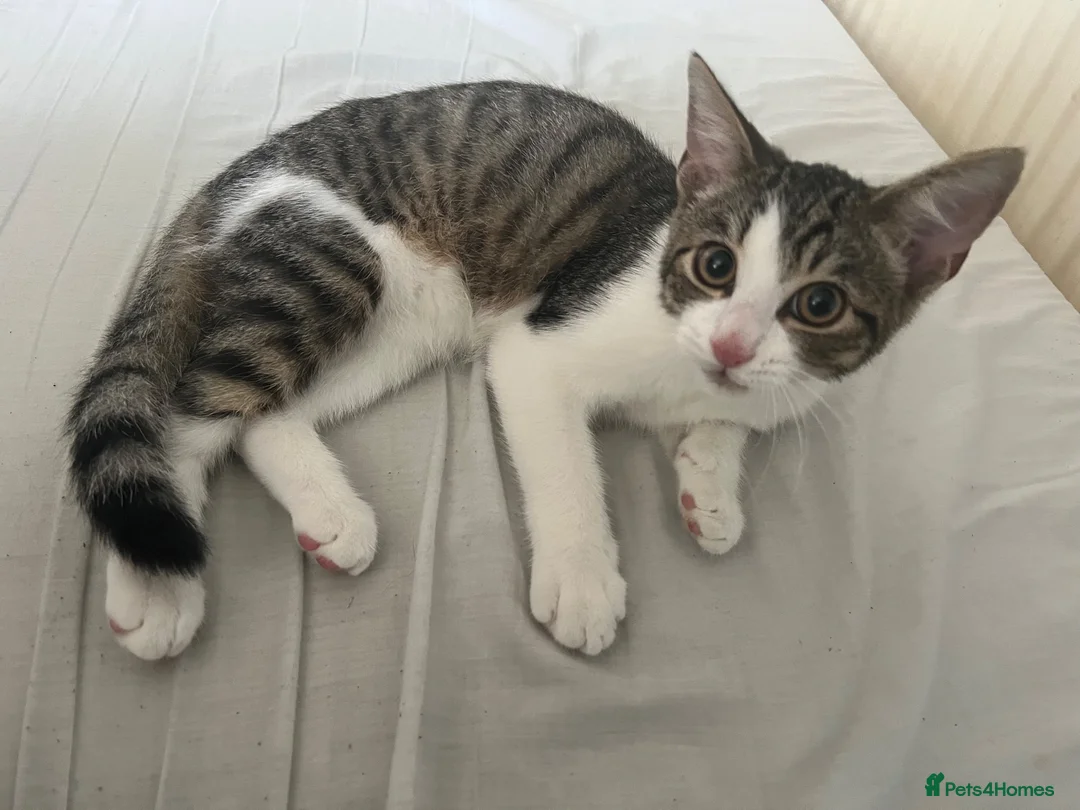 Mixed Breed cats for sale: Kitten looking new home - Advert 1