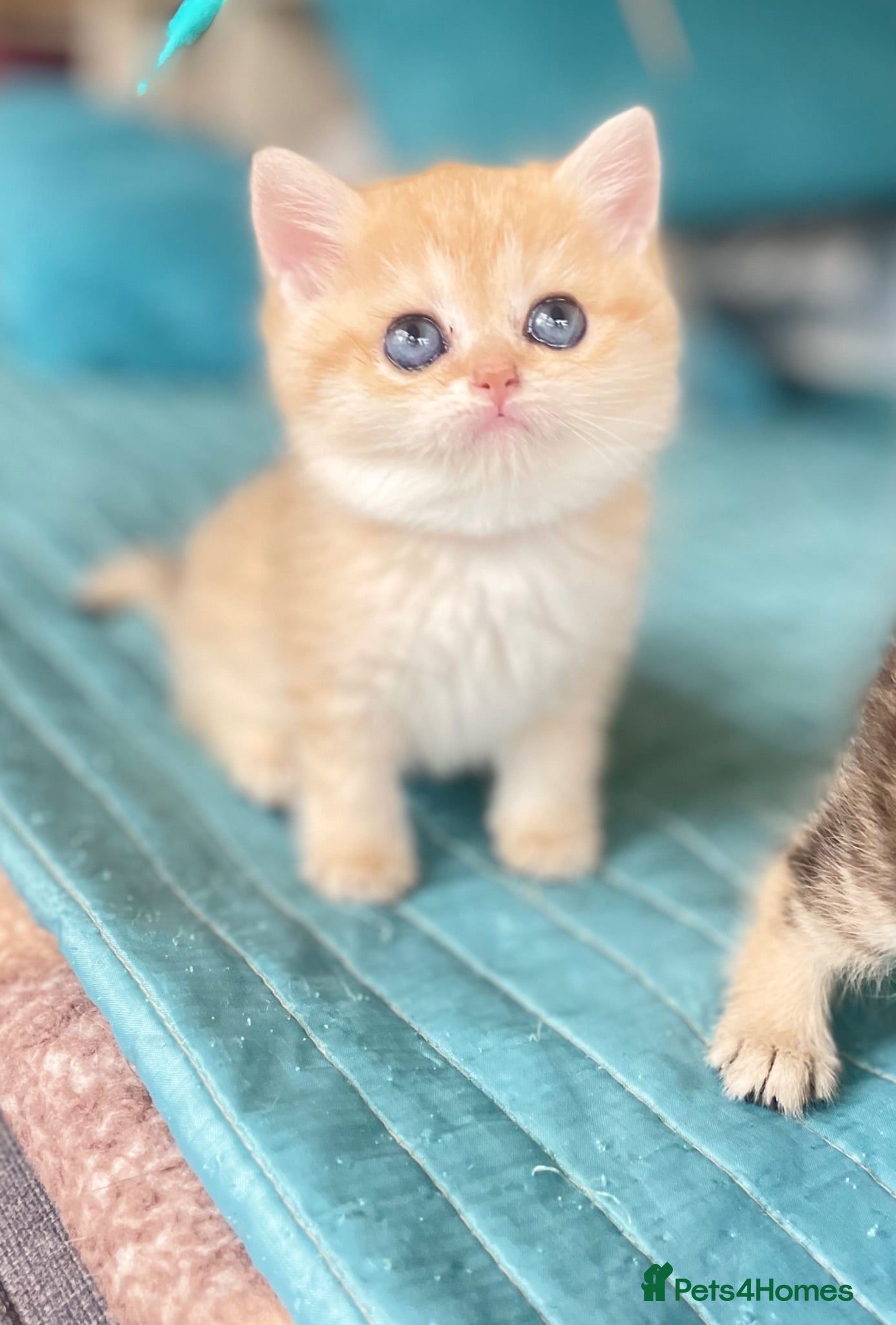 British Shorthair cats Adorable pure  golden British shorthair kittens - Advert 8
