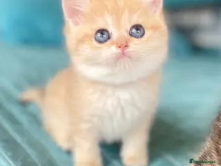 British Shorthair cats Adorable pure golden British shorthair kittens - Advert 8