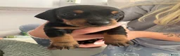 Miniature Dachshund dogs for sale: Miniature Daschund puppys  - Advert 14