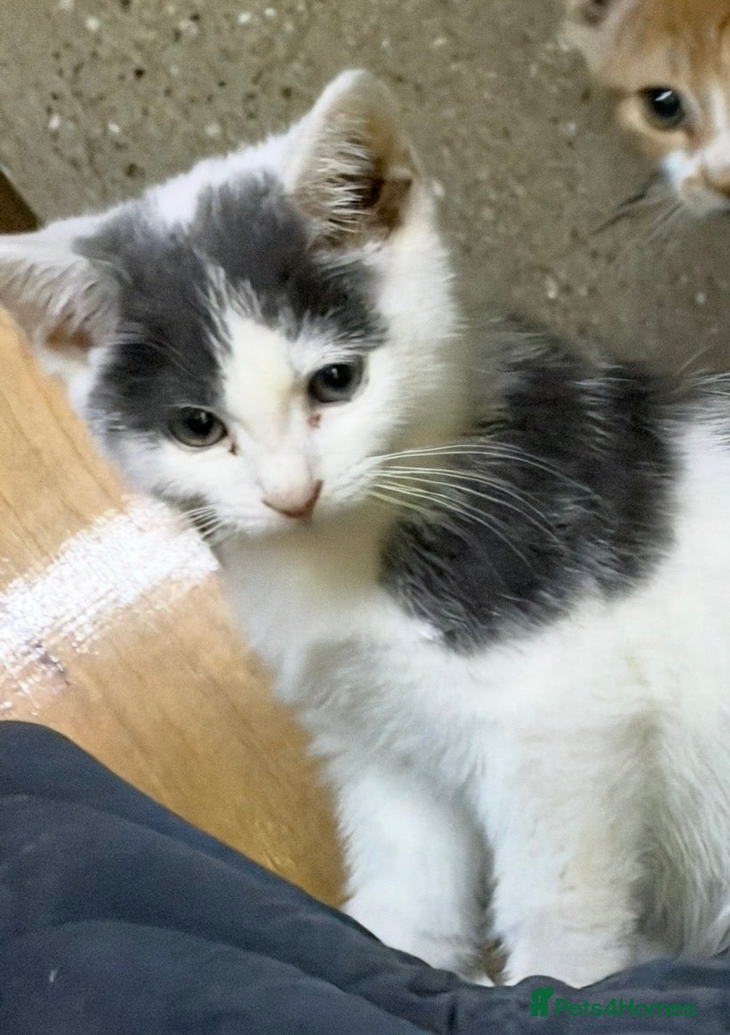 British Shorthair cats Grey & white British Shorthair mix male kitten - Advert 1