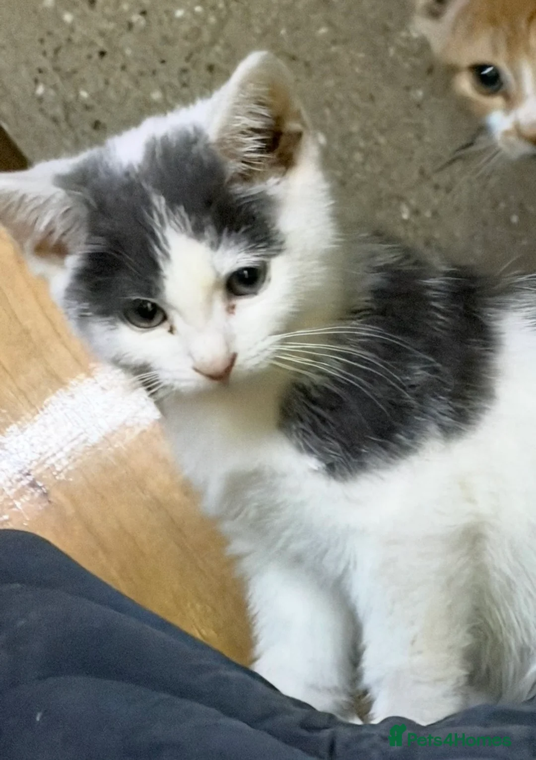 British Shorthair cats for sale: Grey & white British Shorthair mix male kitten - Advert 1