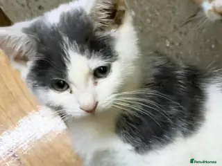 British Shorthair cats Grey & white British Shorthair mix male kitten - Advert 1