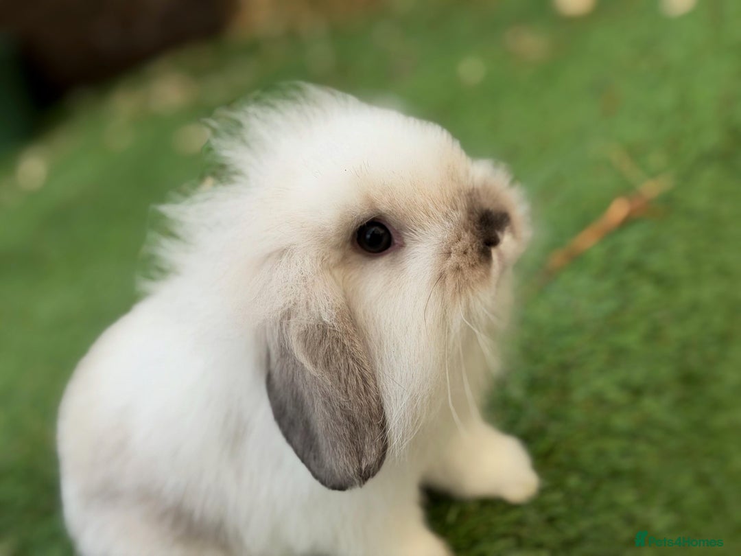 Mini Lion Lop rabbits for sale: Baby lion lops  - Advert 2