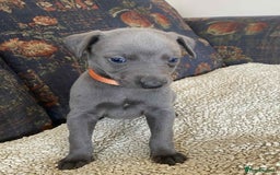 Whippet dogs for sale: KC Reg Blue whippet puppies - Image 7