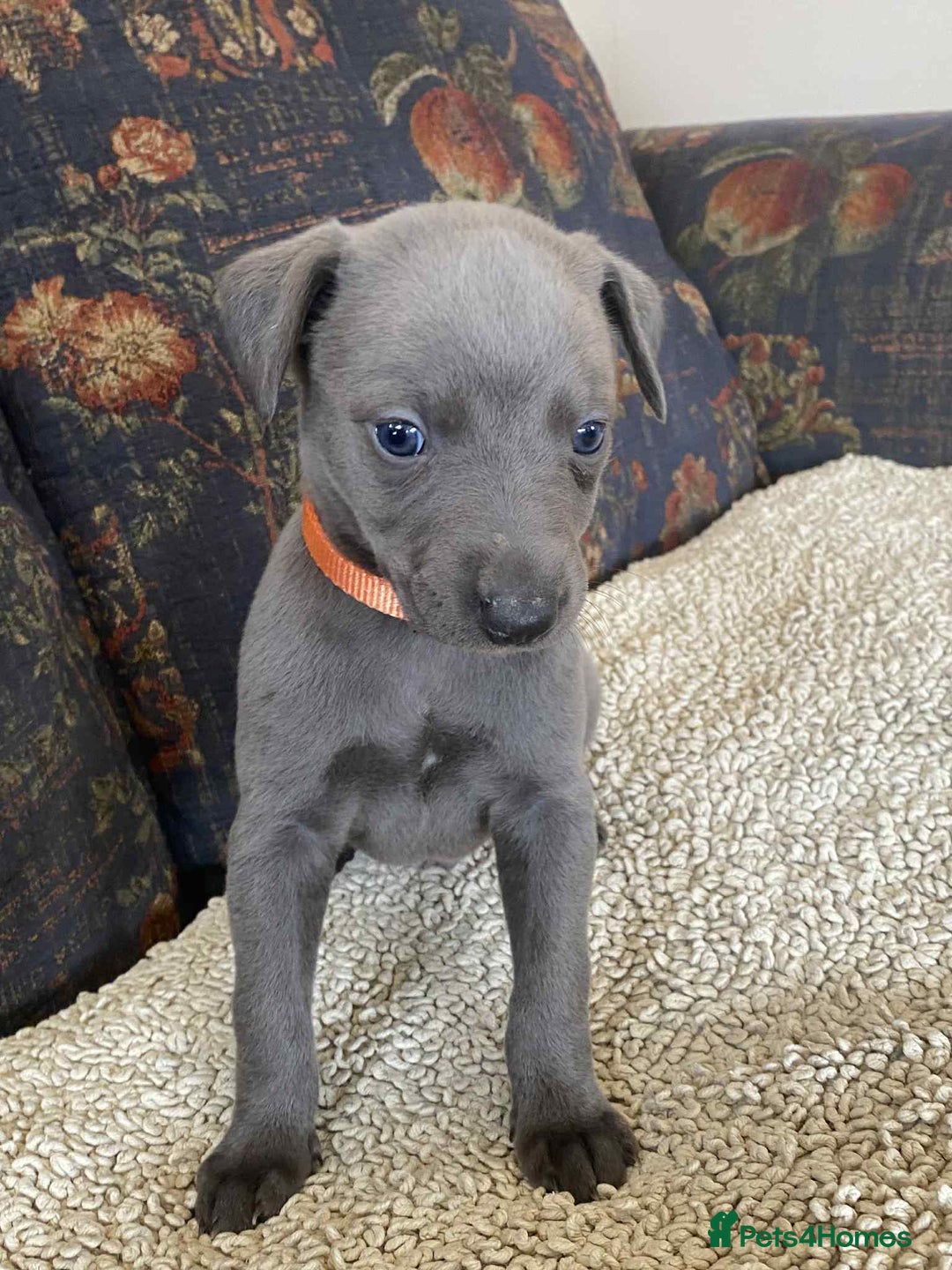 Whippet dogs for sale: KC Reg Blue whippet puppies - Image 7