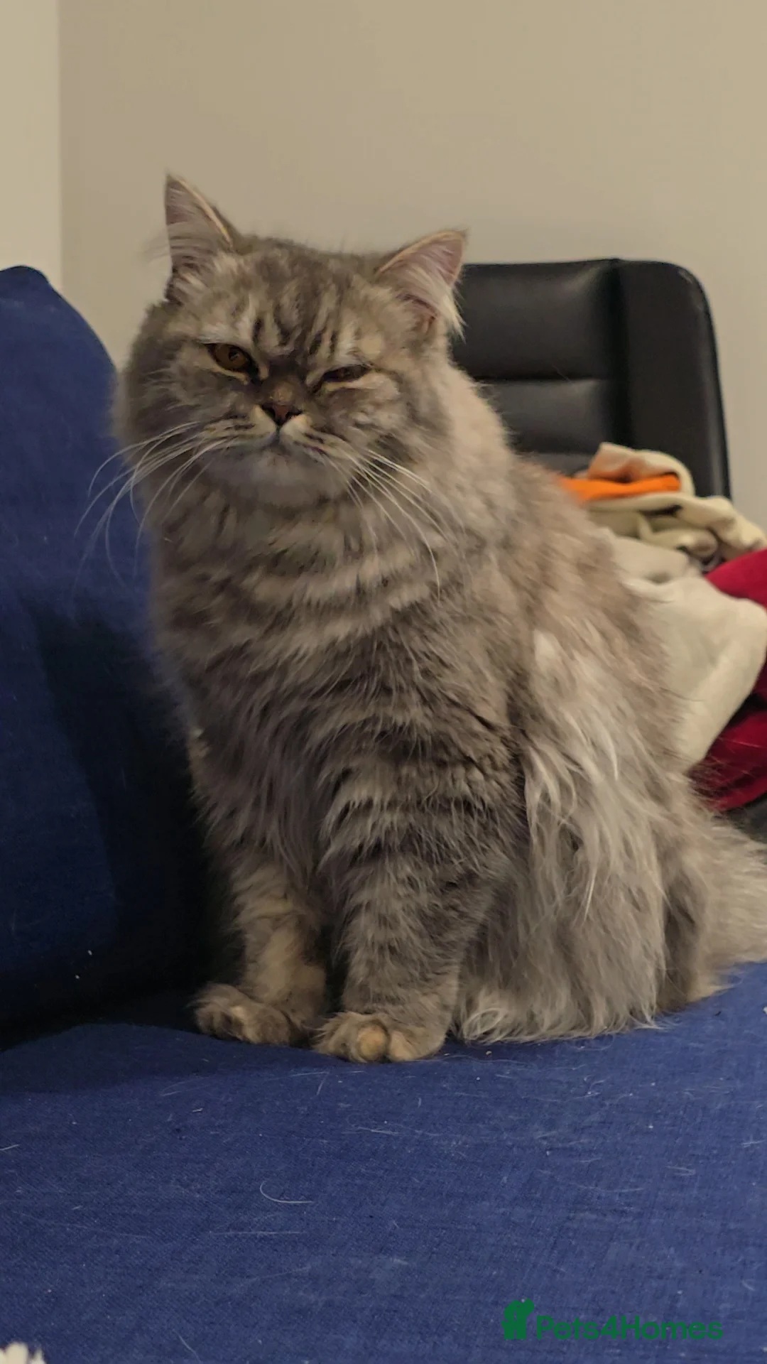 British Longhair cats for sale: British Longhair cat for sale - Advert 2