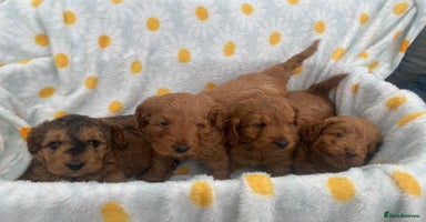 Cockapoo dogs - Advert 8