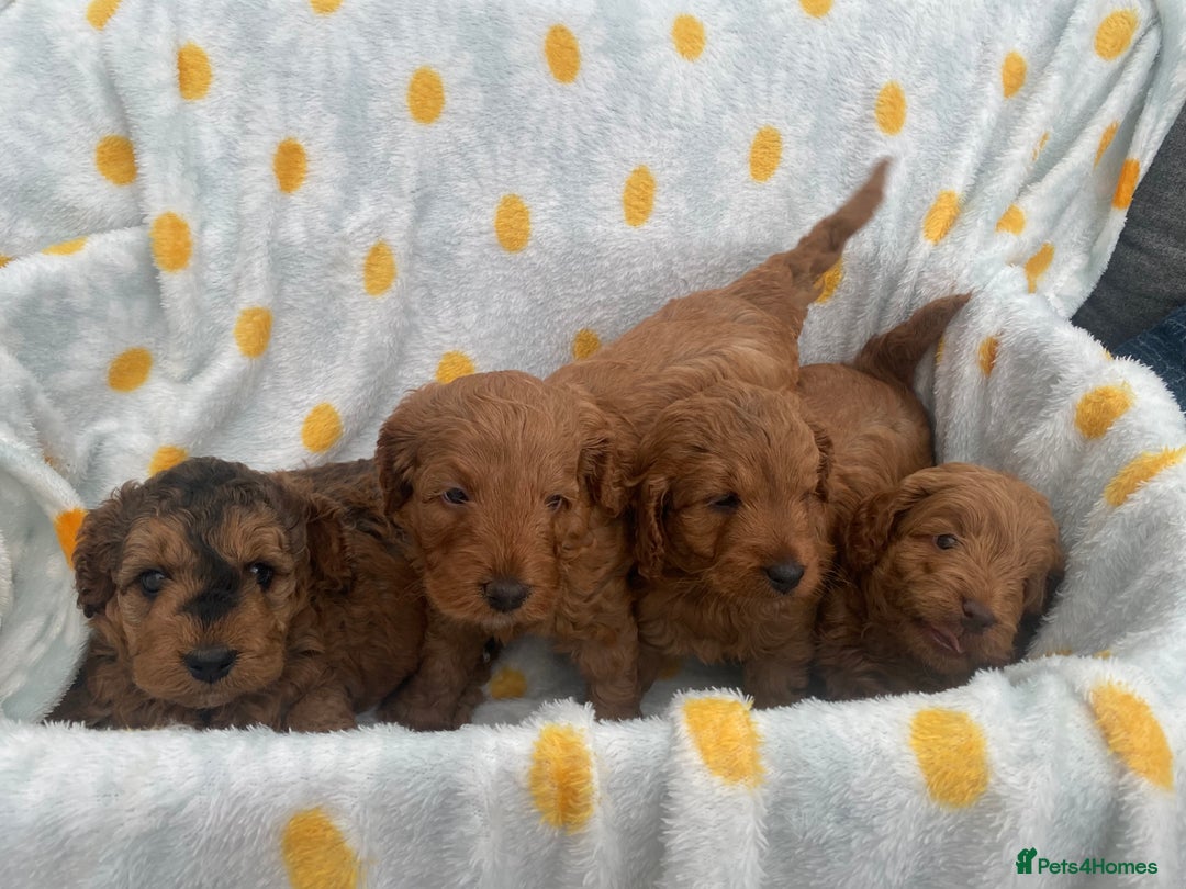 Cockapoo dogs for sale: Beautiful F1b Toy Cockapoo puppies  - Image 2