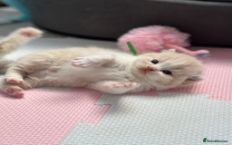 British Shorthair cats for sale: Beautiful , soft teddy bears 🩷🩷💙 - Image 4