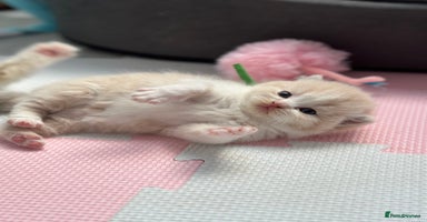 British Shorthair cats - Advert 8