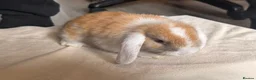 Mini Lop rabbits for sale: Pure mini lops  in Cardiff - Advert 3