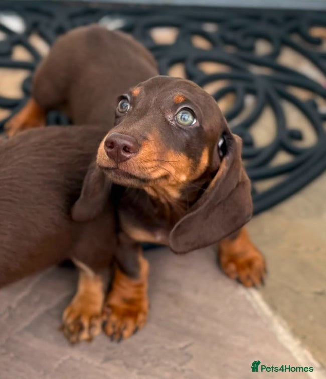Dachshund dogs 1 mini dachshund boy left  - Advert 9